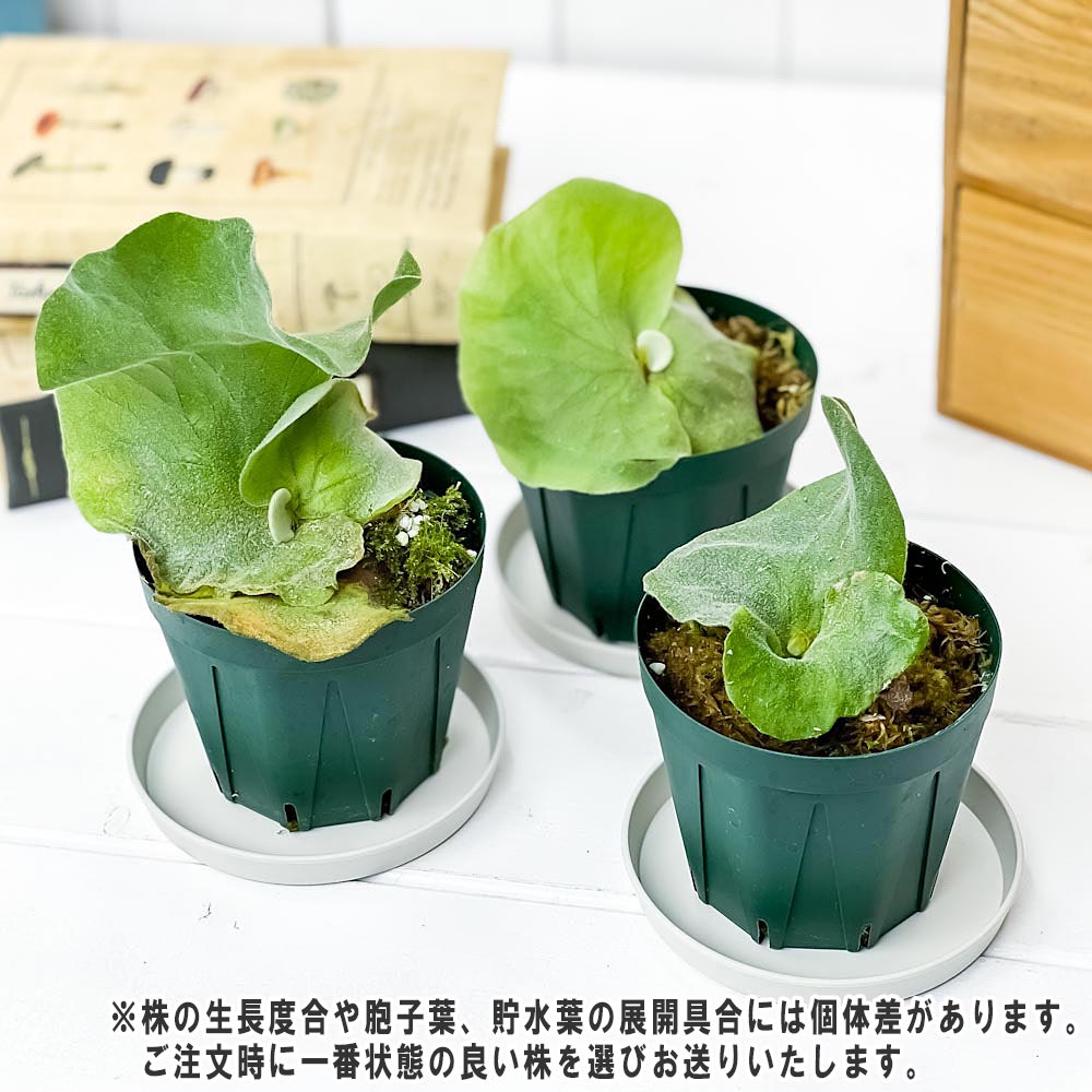 PLANCHU 観葉植物 ビカクシダ アンティス 3号鉢 受け皿付き 育て方説明書付き Platycerium ‘Antis’ プラティケリウム コウモリラン シダ