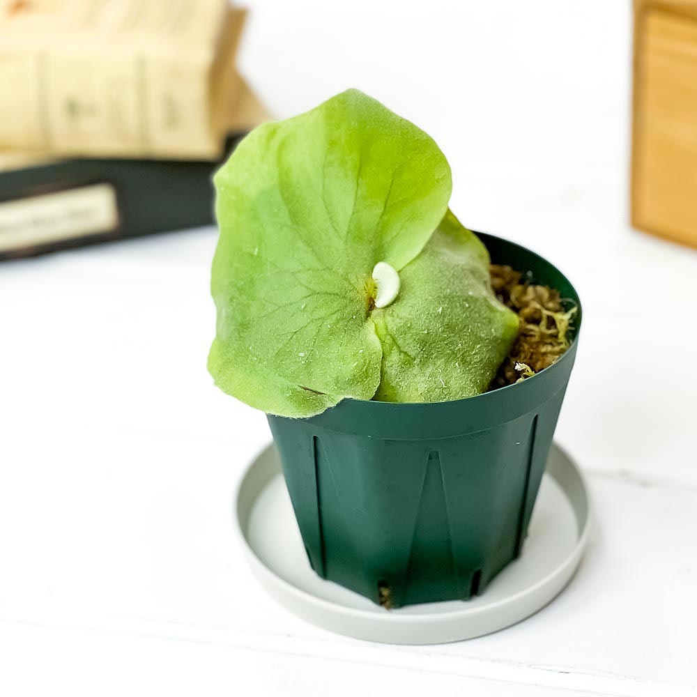 PLANCHU 観葉植物 プラティケリウム アンティス 3号鉢 受け皿付き 育て方説明書付き Platycerium ‘Antis’ ビカクシダ コウモリラン シダ植物