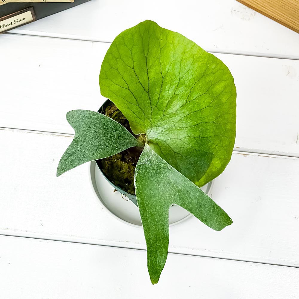 PLANCHU 観葉植物 ビカクシダ ステマリア 3号鉢 受け皿付き 育て方説明書付き Platycerium stemaria プラティケリウム コウモリラン シダ