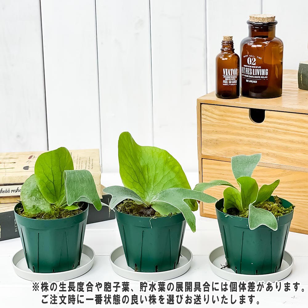PLANCHU 観葉植物 ビカクシダ ステマリア 3号鉢 受け皿付き 育て方説明書付き Platycerium stemaria プラティケリウム コウモリラン シダ