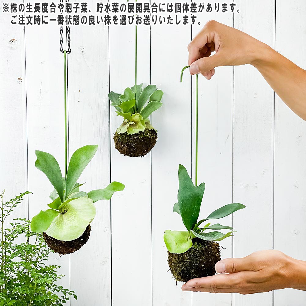 PLANCHU 観葉植物 苔玉 ビカクシダ ビフルカツム Mサイズ 1個 育て方説明書付き Platycerium プラティケリウム コウモリラン シダ コケダマ 吊り下げ