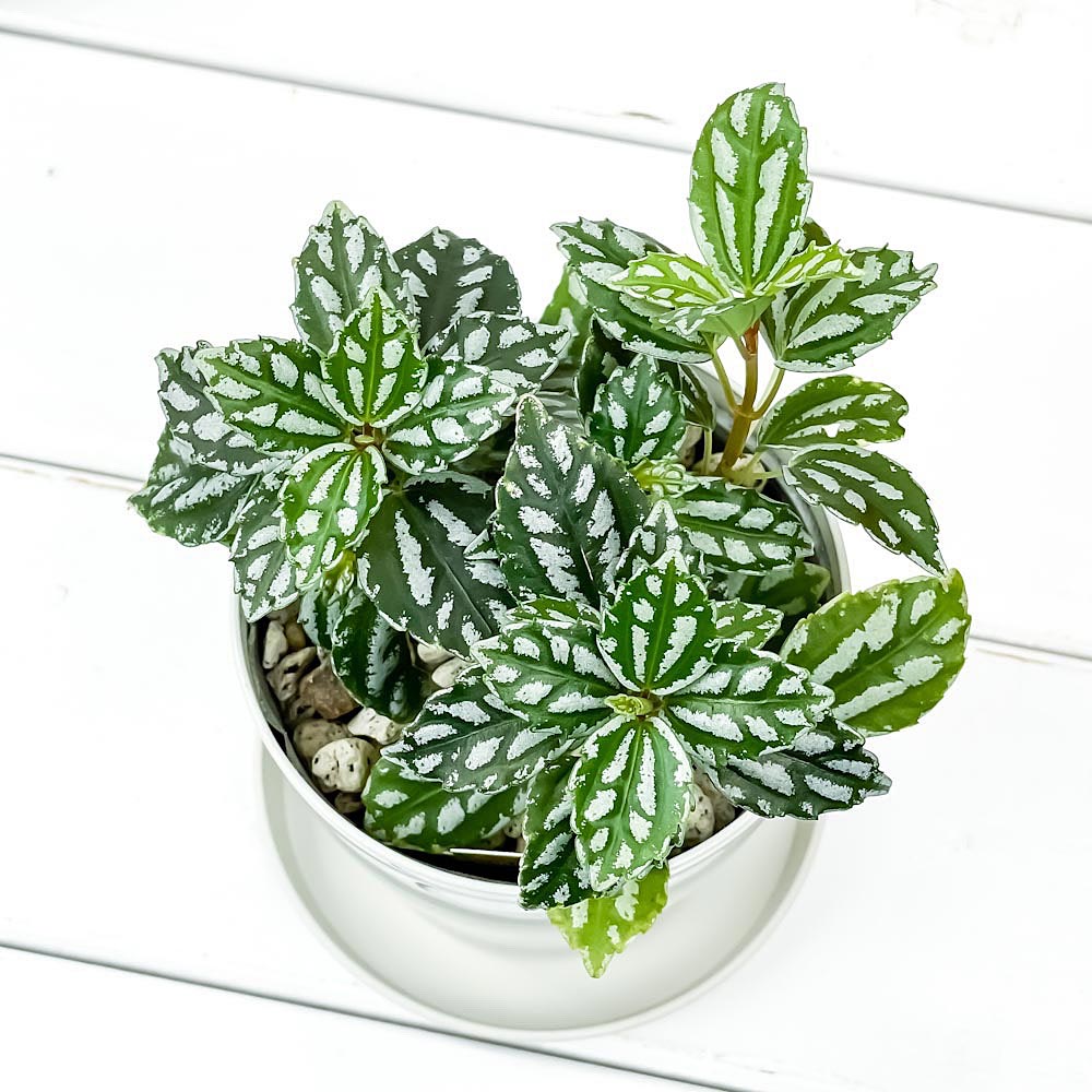 PLANCHU 観葉植物 ピレア カディエレイ 3.5号鉢 受け皿付き 育て方説明書付き Pilea cadierei アルミニウムプランツ