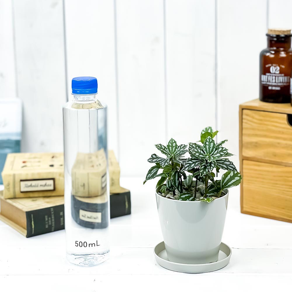 PLANCHU 観葉植物 ピレア カディエレイ 3.5号鉢 受け皿付き 育て方説明書付き Pilea cadierei アルミニウムプランツ
