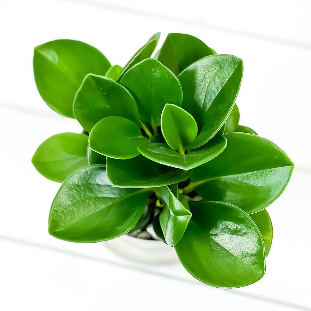 PLANCHU 観葉植物 ペペロミア オブツシフォリア 3.5号鉢 受け皿付き 育て方説明書付き Peperomia obtusifolia アオペペ