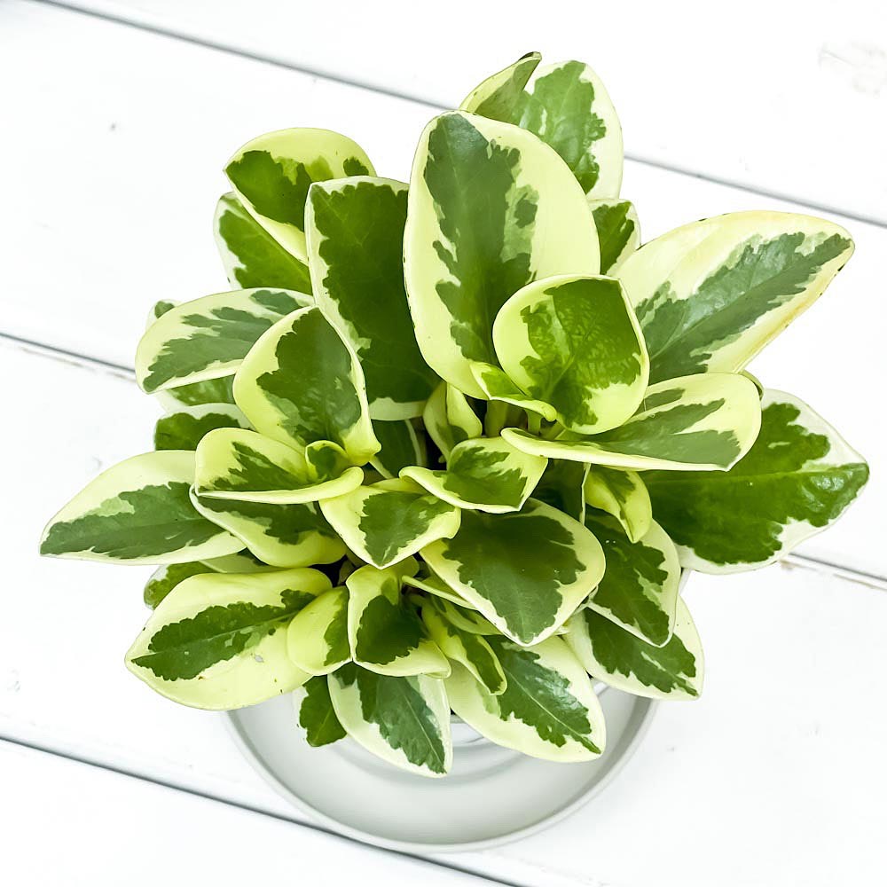PLANCHU 観葉植物 ペペロミア オブツシフォリア 斑入り 3.5号鉢 受け皿付き 育て方説明書付き Peperomia obtusifolia ‘Variegata’ キフペペ