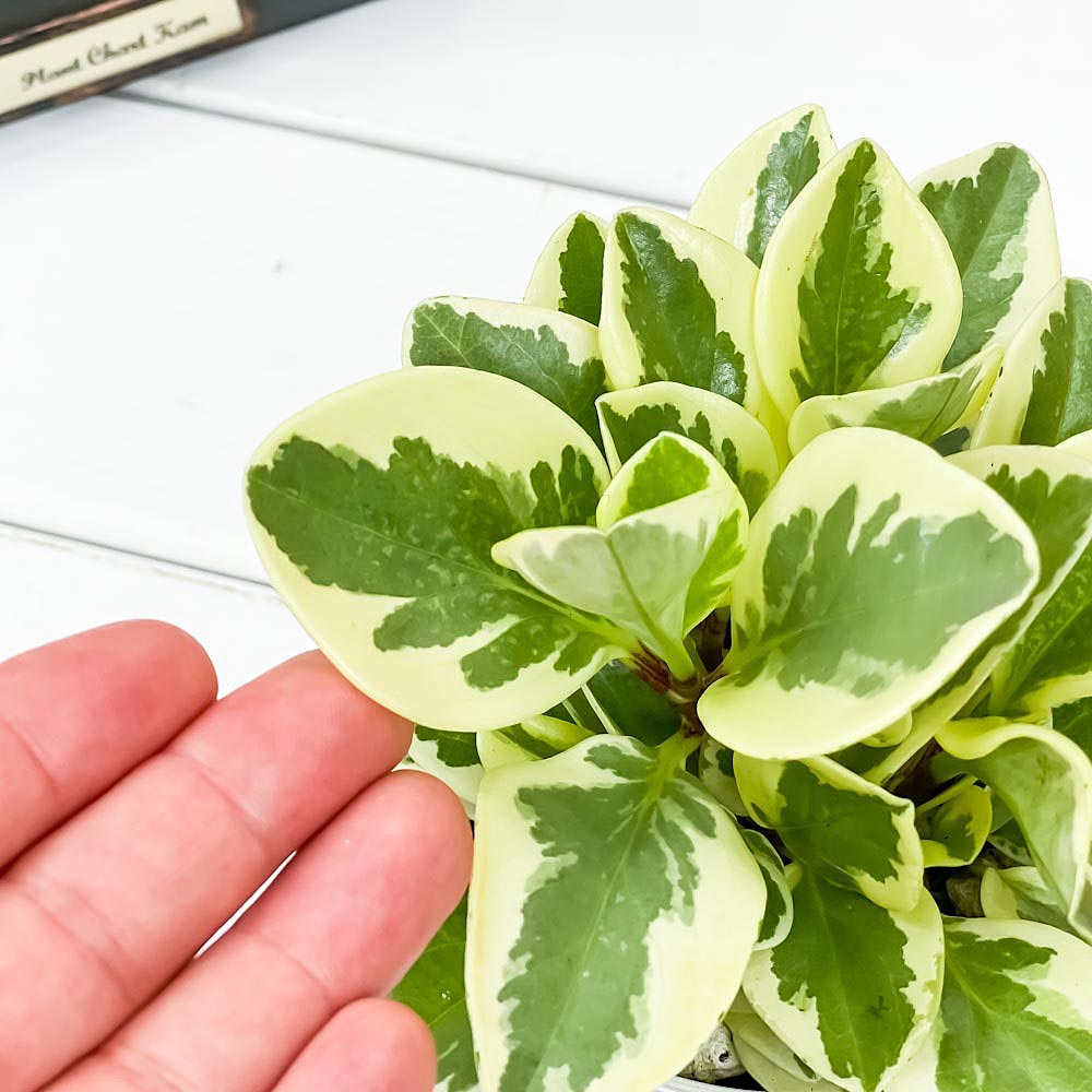 PLANCHU 観葉植物 ペペロミア オブツシフォリア 斑入り 3.5号鉢 受け皿付き 育て方説明書付き Peperomia obtusifolia ‘Variegata’ キフペペ