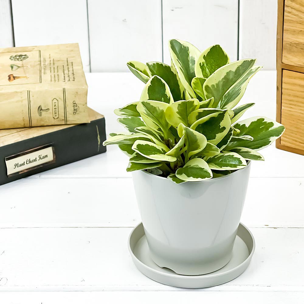 PLANCHU 観葉植物 ペペロミア オブツシフォリア 斑入り 3.5号鉢 受け皿付き 育て方説明書付き Peperomia obtusifolia ‘Variegata’ キフペペ