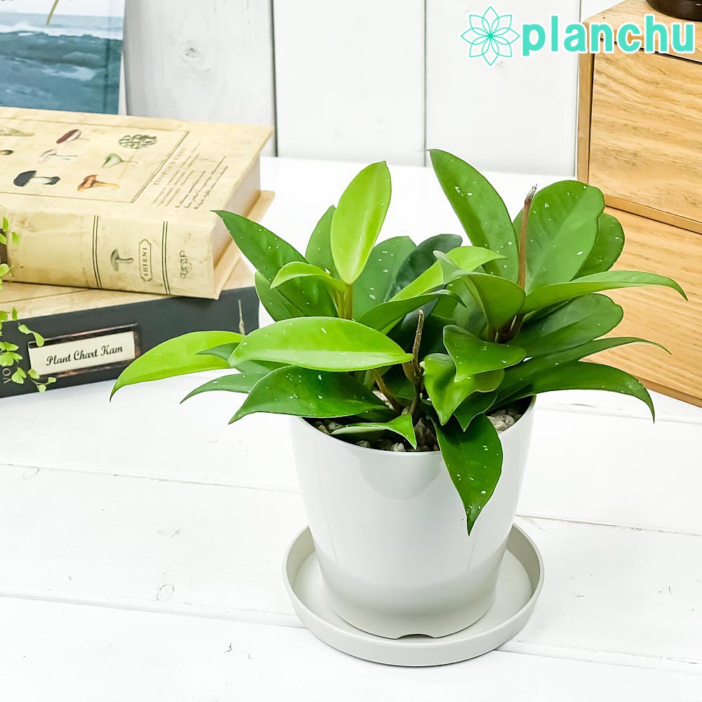 PLANCHU 観葉植物 ホヤ パーフェクトグリーン 3.5号鉢 受け皿付き 育て方説明書付き Hoya ガガイモ サクララン 桜蘭