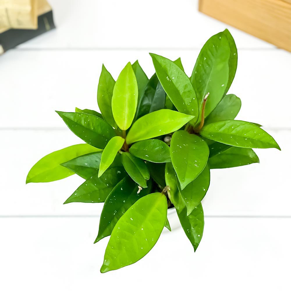 PLANCHU 観葉植物 ホヤ パーフェクトグリーン 3.5号鉢 受け皿付き 育て方説明書付き Hoya ガガイモ サクララン 桜蘭