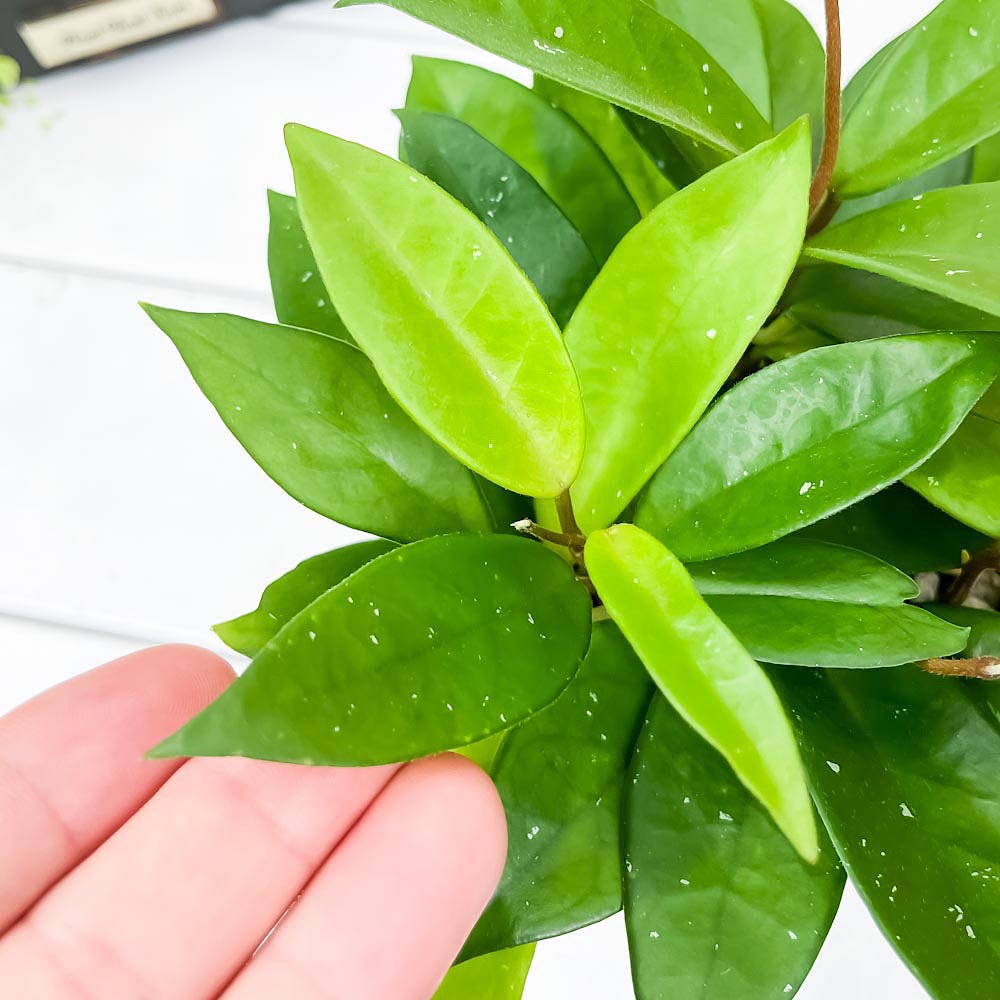 PLANCHU 観葉植物 ホヤ パーフェクトグリーン 3.5号鉢 受け皿付き 育て方説明書付き Hoya ガガイモ サクララン 桜蘭