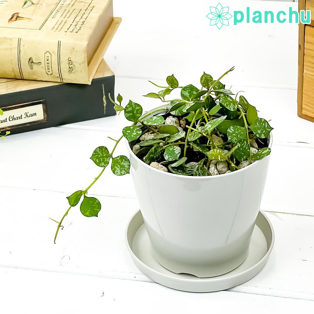 PLANCHU 観葉植物 ホヤ カーティシー 3.5号鉢 受け皿付き 育て方説明書