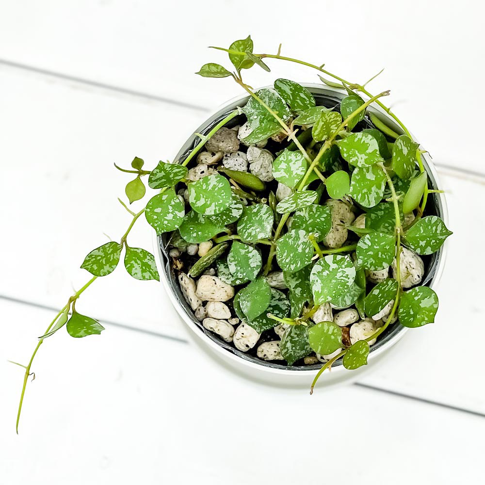 PLANCHU 観葉植物 ホヤ カーティシー 3.5号鉢 受け皿付き 育て方説明書付き Hoya curtisii ガガイモ サクララン 桜蘭