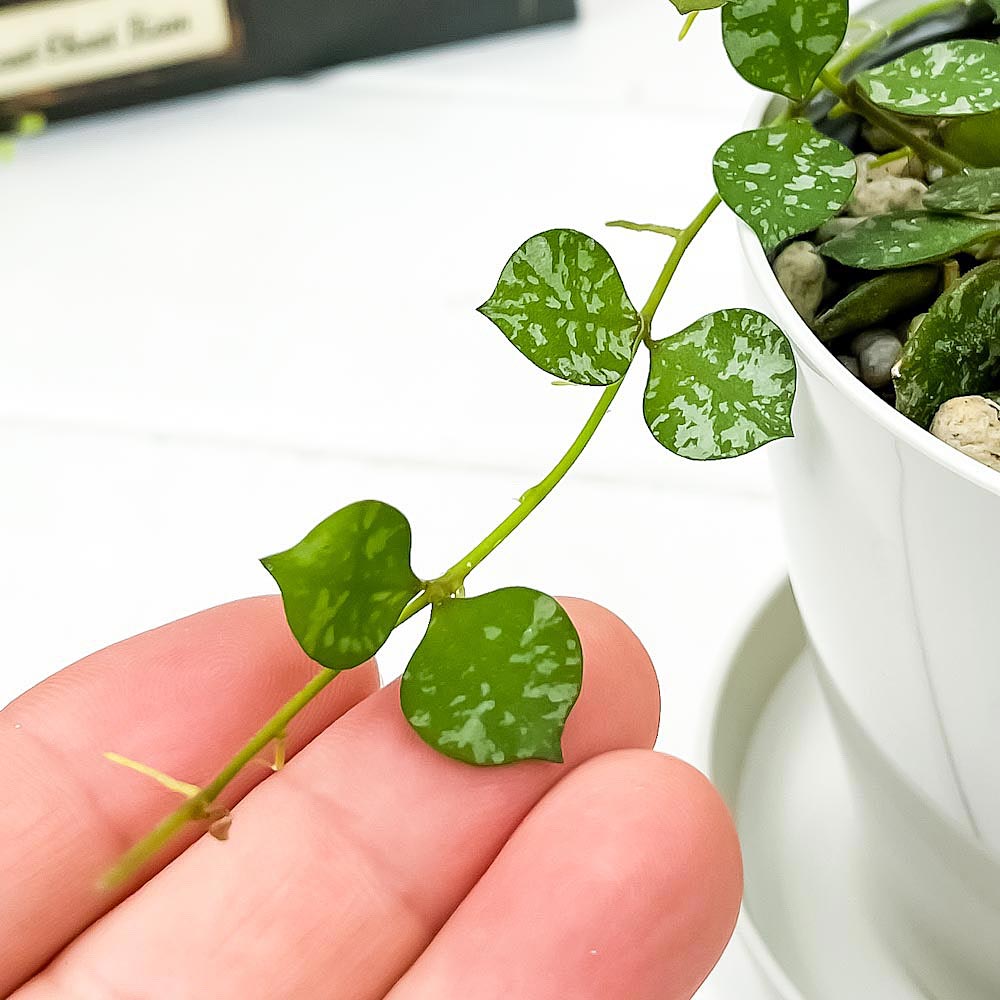 PLANCHU 観葉植物 ホヤ カーティシー 3.5号鉢 受け皿付き 育て方説明書付き Hoya curtisii ガガイモ サクララン 桜蘭