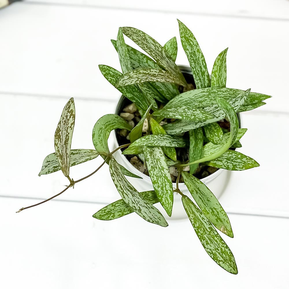 PLANCHU 観葉植物 ホヤ シギラティス 3.5号鉢 受け皿付き 育て方説明書付き Hoya sigillatis ガガイモ サクララン 桜蘭