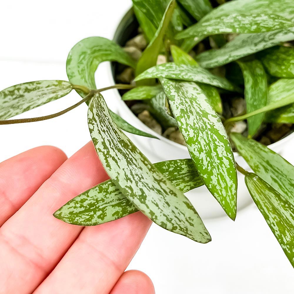 PLANCHU 観葉植物 ホヤ シギラティス 3.5号鉢 受け皿付き 育て方説明書付き Hoya sigillatis ガガイモ サクララン 桜蘭