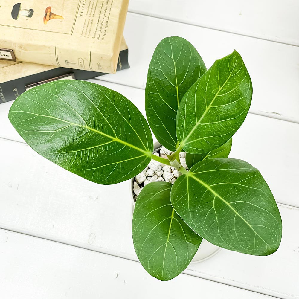 PLANCHU 観葉植物 フィカス ベンガレンシス 3.5号鉢 受け皿付き 育て方説明書付き Ficus benghalensis ベンガルボダイジュ ゴムノキ ゴムの木