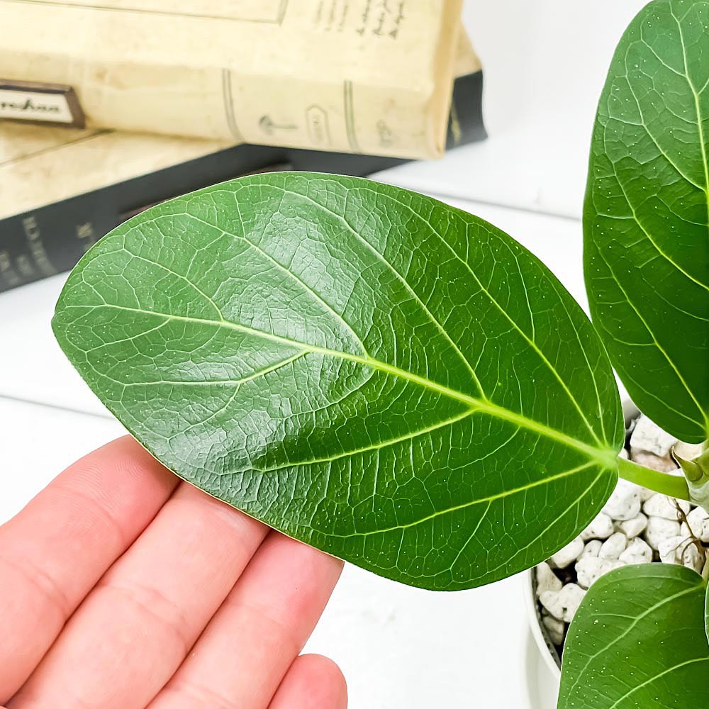 PLANCHU 観葉植物 フィカス ベンガレンシス 3.5号鉢 受け皿付き 育て方説明書付き Ficus benghalensis ベンガルボダイジュ ゴムノキ ゴムの木