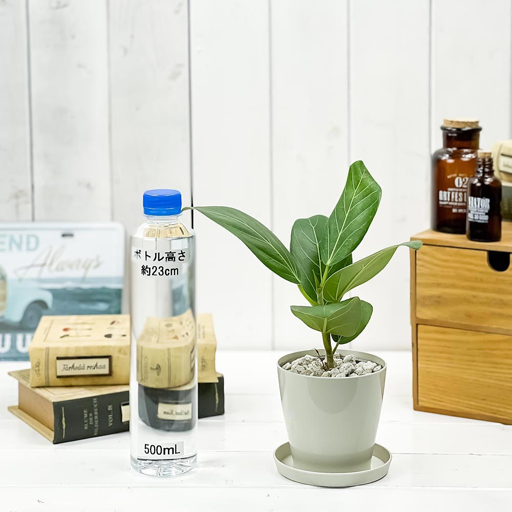 PLANCHU 観葉植物 フィカス ベンガレンシス 3.5号鉢 受け皿付き 育て方説明書付き Ficus benghalensis ベンガルボダイジュ ゴムノキ ゴムの木