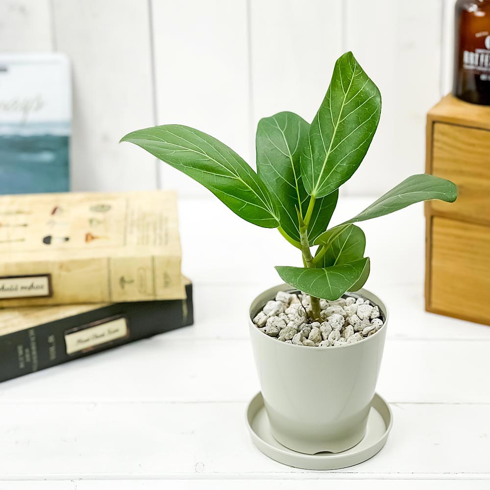 PLANCHU 観葉植物 フィカス ベンガレンシス 3.5号鉢 受け皿付き 育て方説明書付き Ficus benghalensis ベンガルボダイジュ ゴムノキ ゴムの木