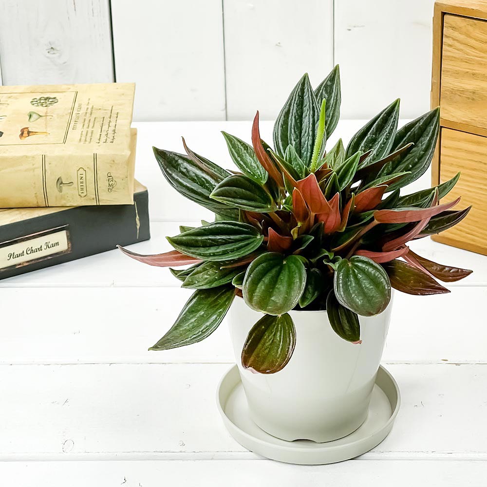 PLANCHU 観葉植物 ペペロミア ロッソ 3.5号鉢 受け皿付き 育て方説明書付き PVP Peperomia ‘Edenrosso’