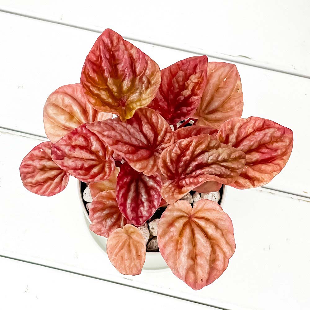 PLANCHU 観葉植物 ペペロミア キト 3.5号鉢 受け皿付き 育て方説明書付き Peperomia ‘Quito’