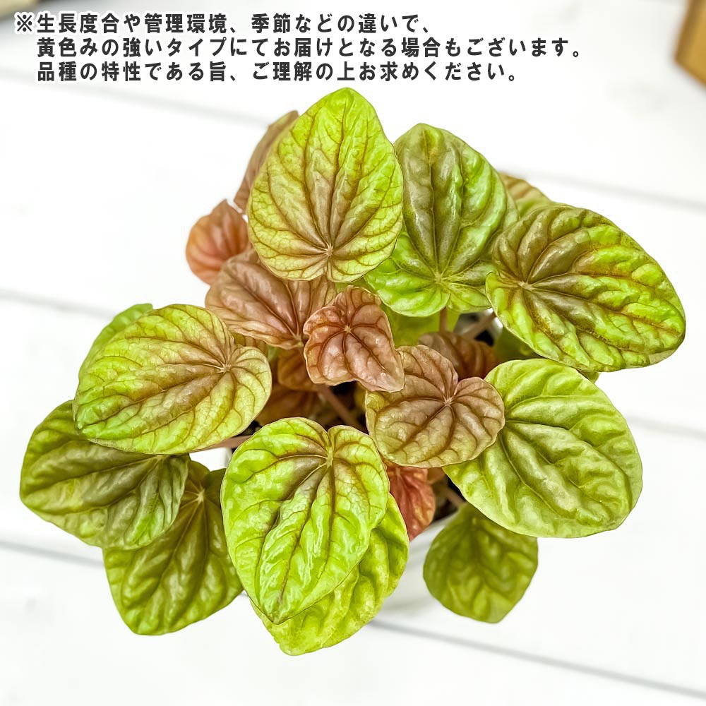 PLANCHU 観葉植物 ペペロミア キト 3.5号鉢 受け皿付き 育て方説明書付き Peperomia ‘Quito’