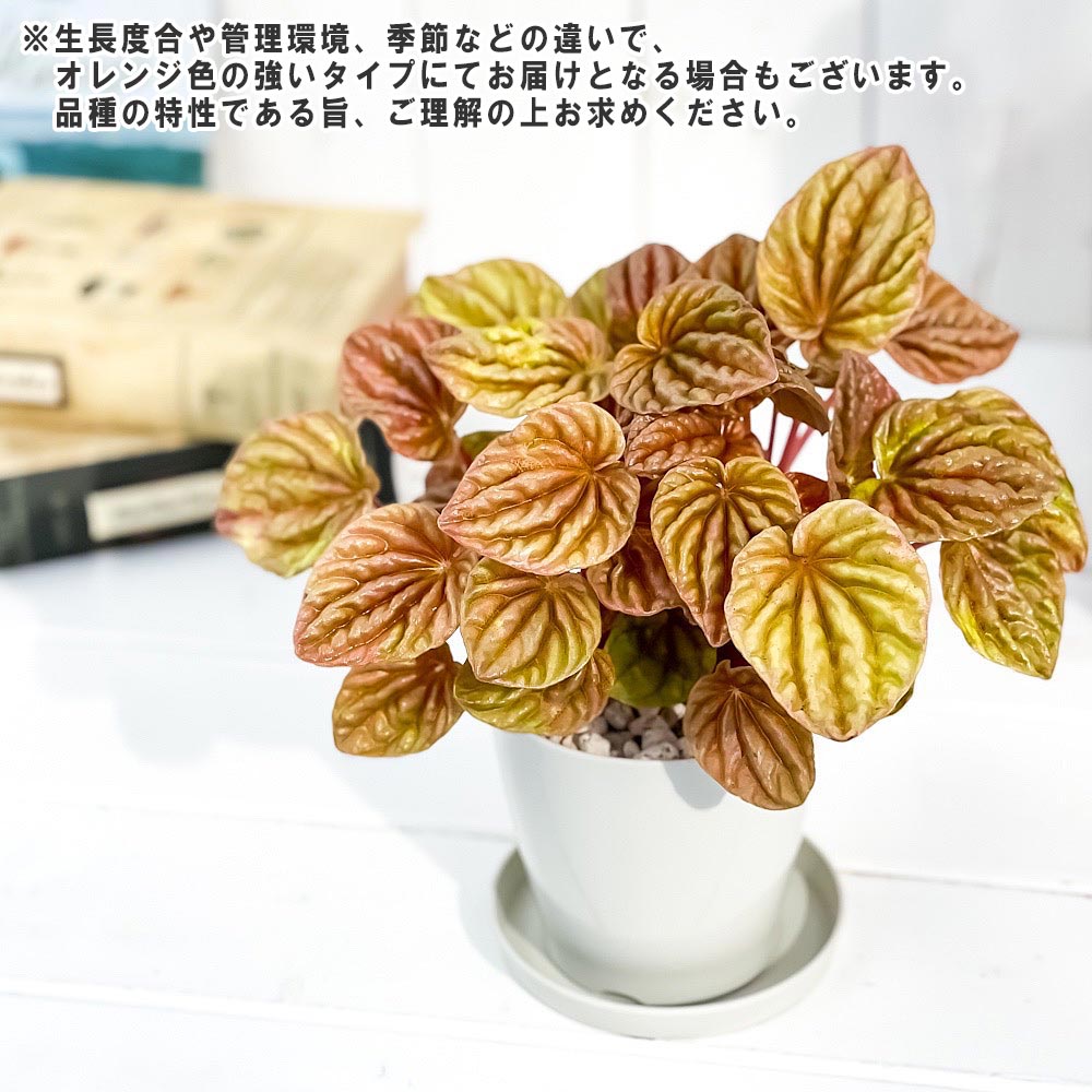 PLANCHU 観葉植物 ペペロミア キト 3.5号鉢 受け皿付き 育て方説明書付き Peperomia ‘Quito’