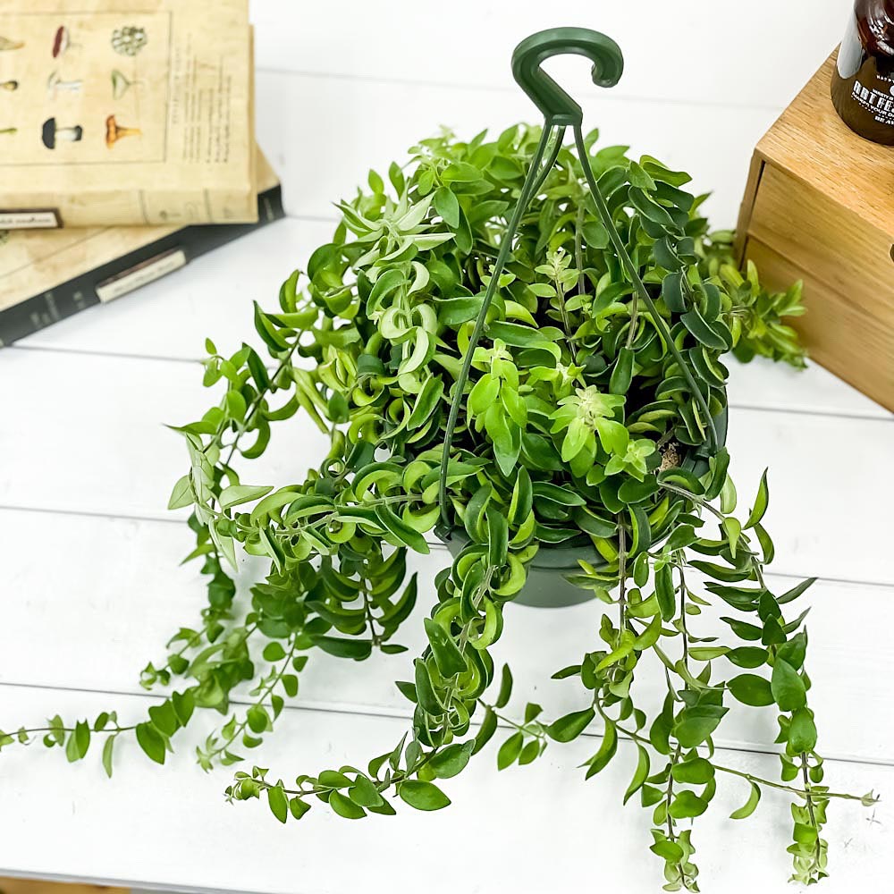 PLANCHU 観葉植物 エスキナンサス ラスタ 5号吊り鉢 育て方説明書付き Aeschynanthus ‘Rasta’