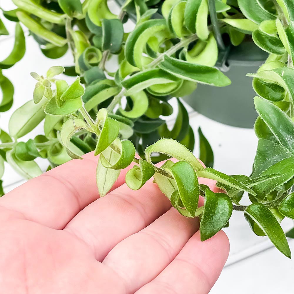 PLANCHU 観葉植物 エスキナンサス ラスタ 5号吊り鉢 育て方説明書付き Aeschynanthus ‘Rasta’