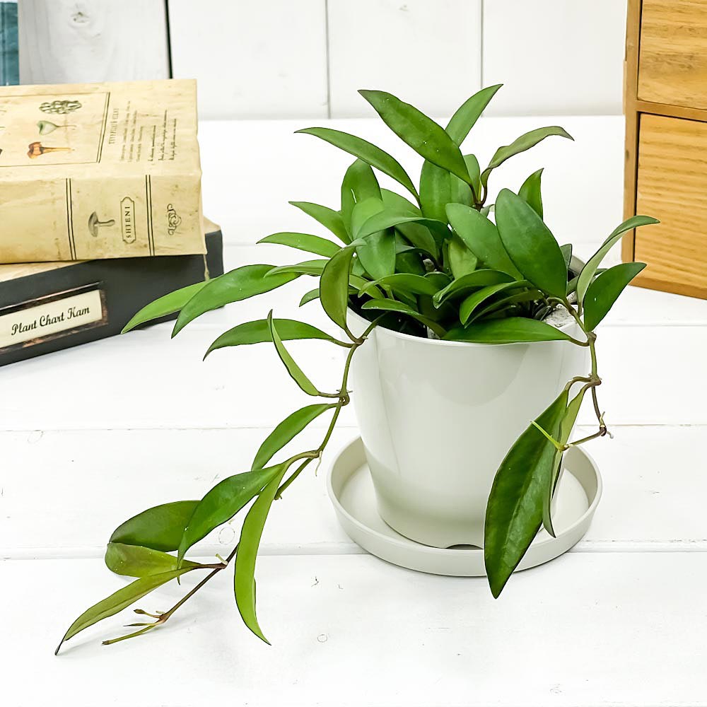 PLANCHU 観葉植物 ホヤ ロシータ 3.5号鉢 受け皿付き 育て方説明書付き Hoya ‘Rosita’ サクララン 桜蘭