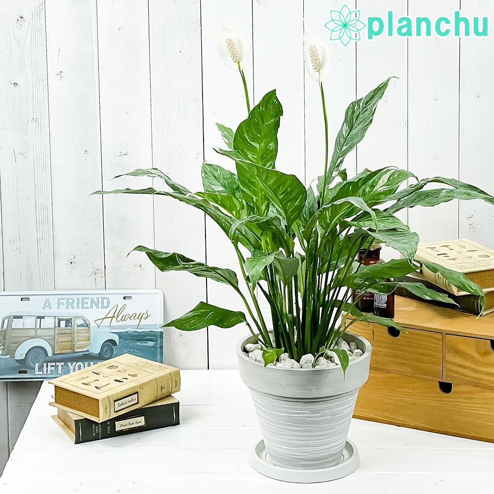 PLANCHU 観葉植物 スパティフィラム ドミノ 7号樹脂鉢 カーヴホワイト 受け皿付き 育て方説明書付き Spathiphyllum ‘Domino’ 斑入り アロイド