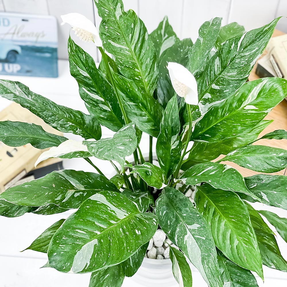 PLANCHU 観葉植物 スパティフィラム ドミノ 7号樹脂鉢 カーヴホワイト 受け皿付き 育て方説明書付き Spathiphyllum ‘Domino’ 斑入り アロイド
