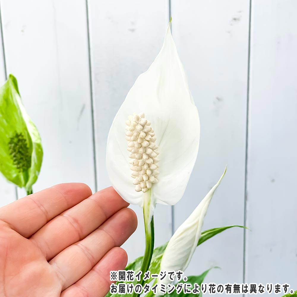 PLANCHU 観葉植物 スパティフィラム ドミノ 7号樹脂鉢 カーヴホワイト 受け皿付き 育て方説明書付き Spathiphyllum ‘Domino’ 斑入り アロイド