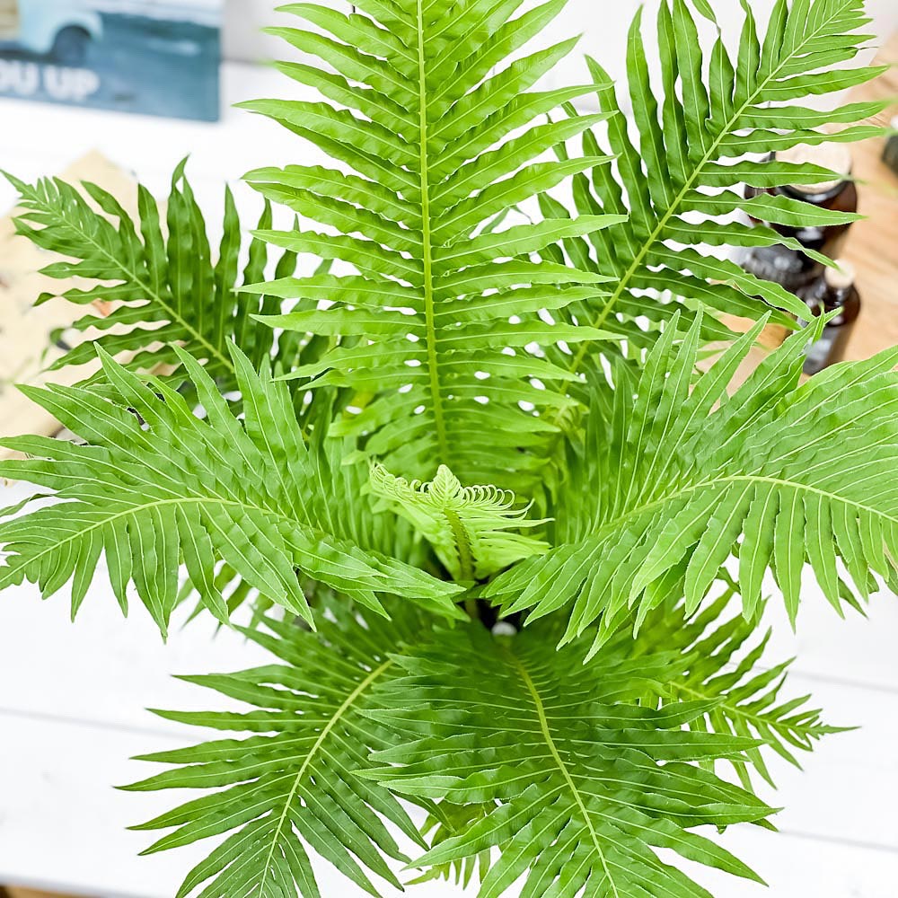 PLANCHU 観葉植物 ブレクナム シルバーレディ 7号樹脂鉢 カーヴホワイト 受け皿付き 育て方説明書付き Blechnum gibbum ‘Silver Lady’ シダ