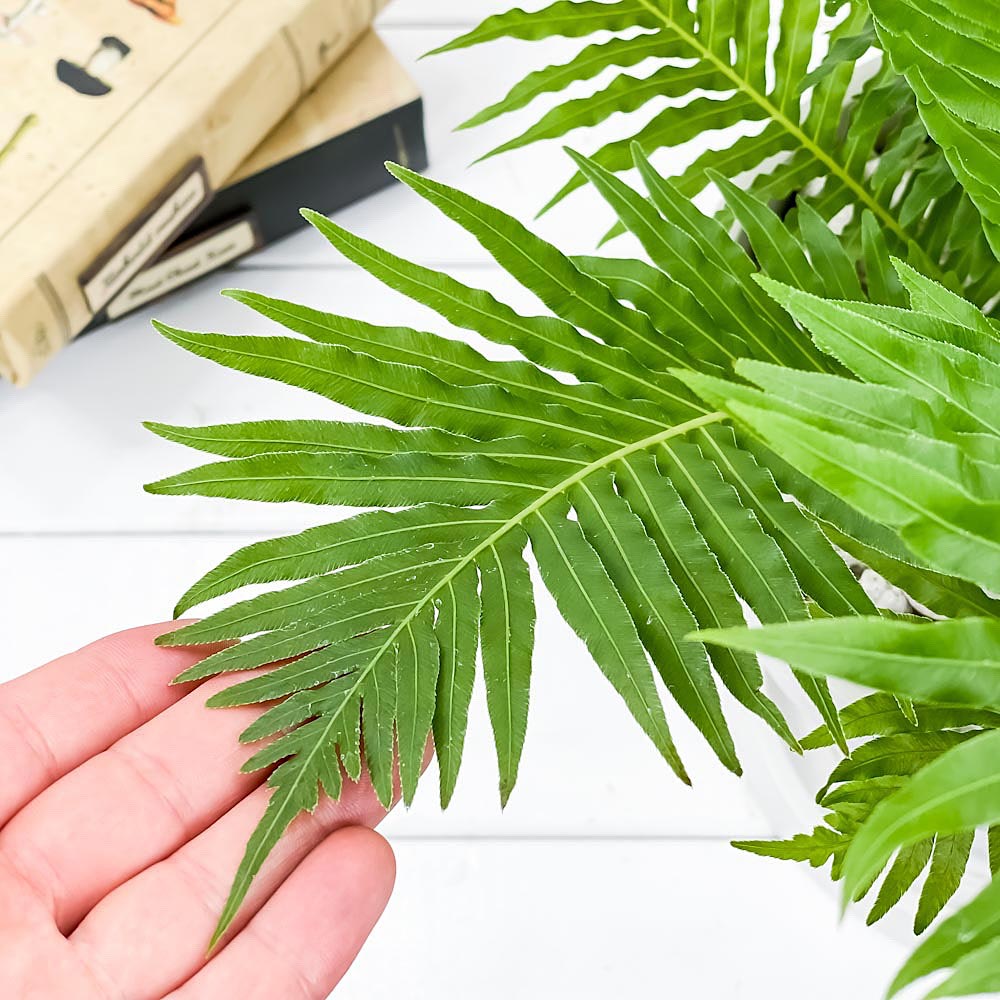 PLANCHU 観葉植物 ブレクナム シルバーレディ 7号樹脂鉢 カーヴホワイト 受け皿付き 育て方説明書付き Blechnum gibbum ‘Silver Lady’ シダ