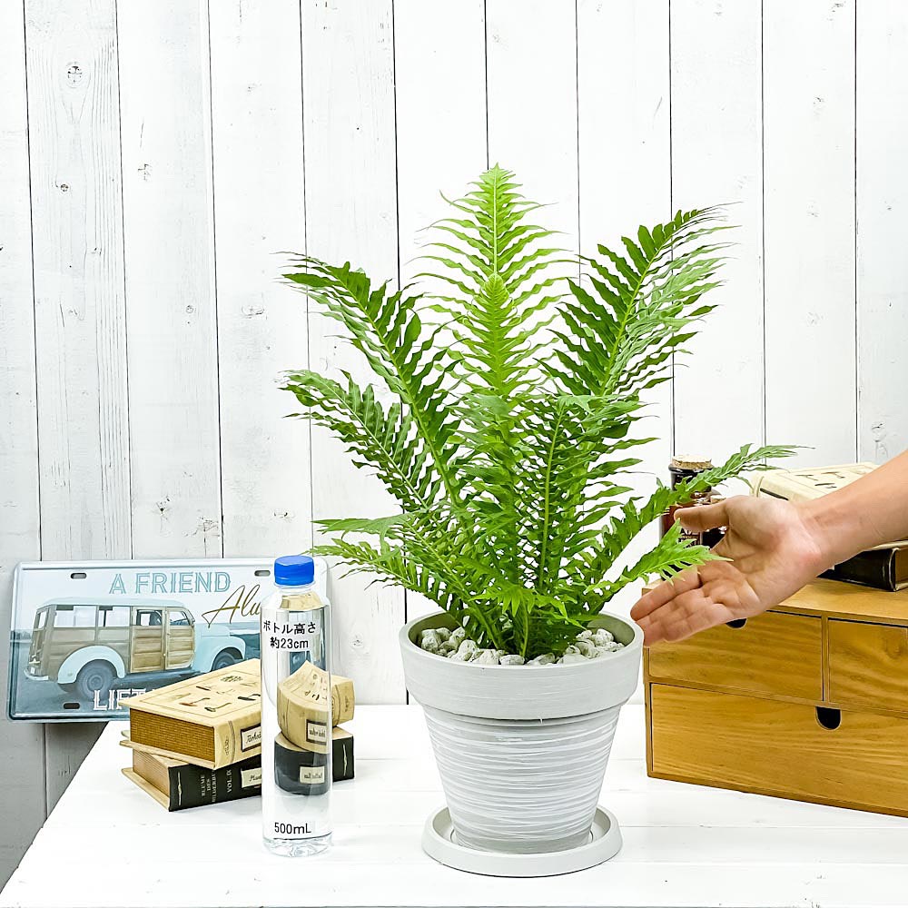 PLANCHU 観葉植物 ブレクナム シルバーレディ 7号樹脂鉢 カーヴホワイト 受け皿付き 育て方説明書付き Blechnum gibbum ‘Silver Lady’ シダ