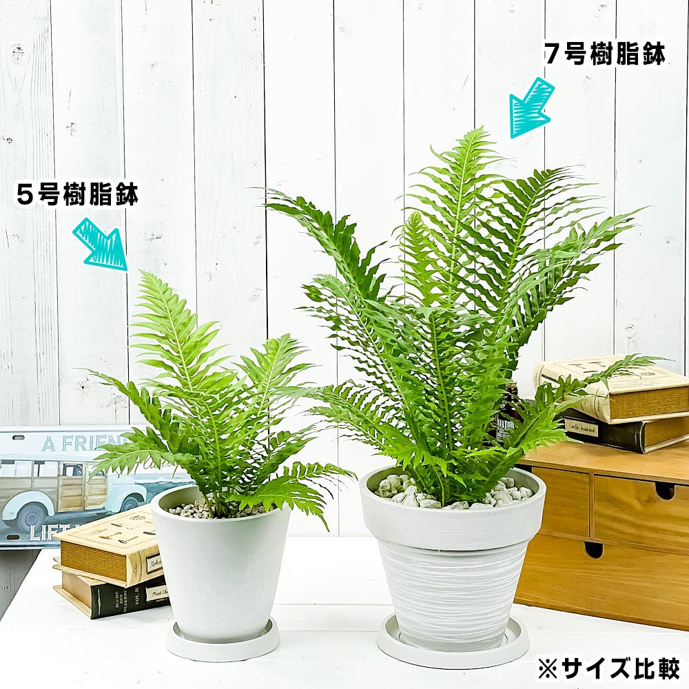 PLANCHU 観葉植物 ブレクナム シルバーレディ 7号樹脂鉢 カーヴホワイト 受け皿付き 育て方説明書付き Blechnum gibbum ‘Silver Lady’ シダ