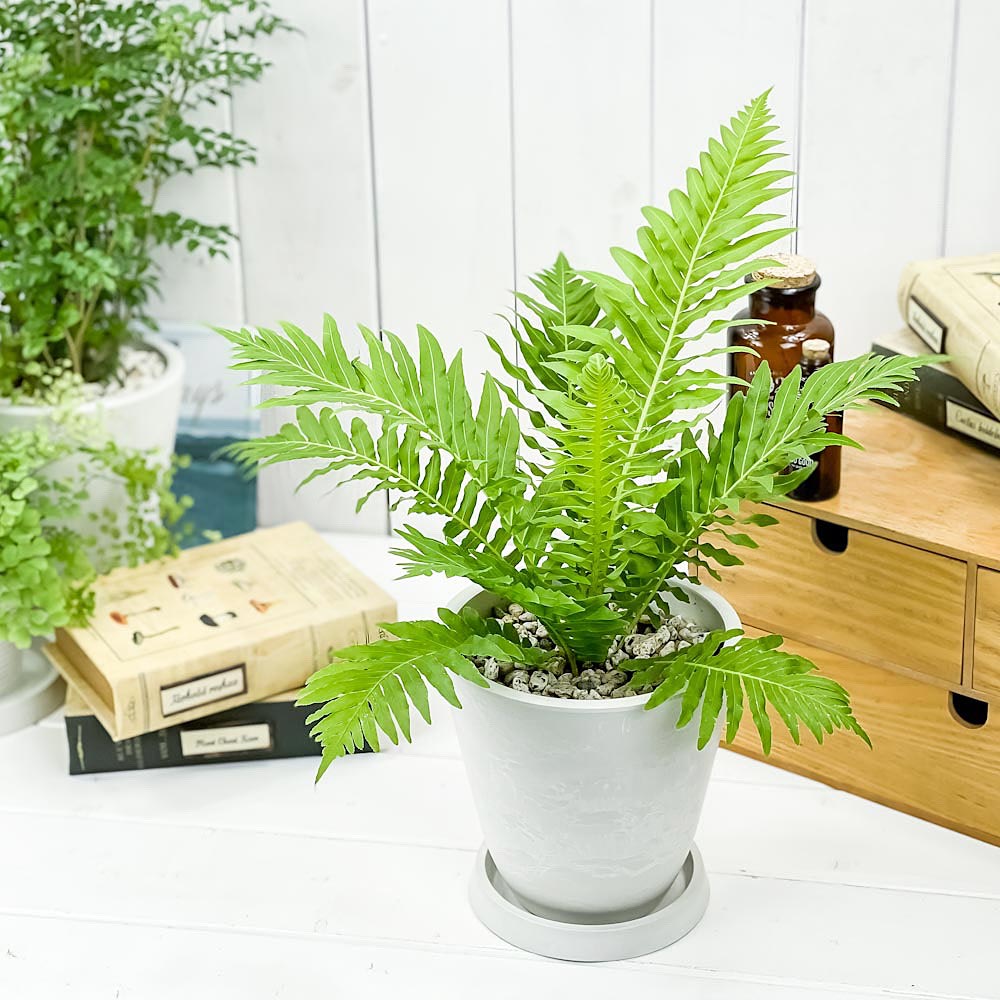 PLANCHU 観葉植物 ブレクナム シルバーレディ 5号樹脂鉢 ホワイト サスティー付き 受け皿付き 育て方説明書付き Blechnum gibbum ‘Silver Lady’ シダ植物