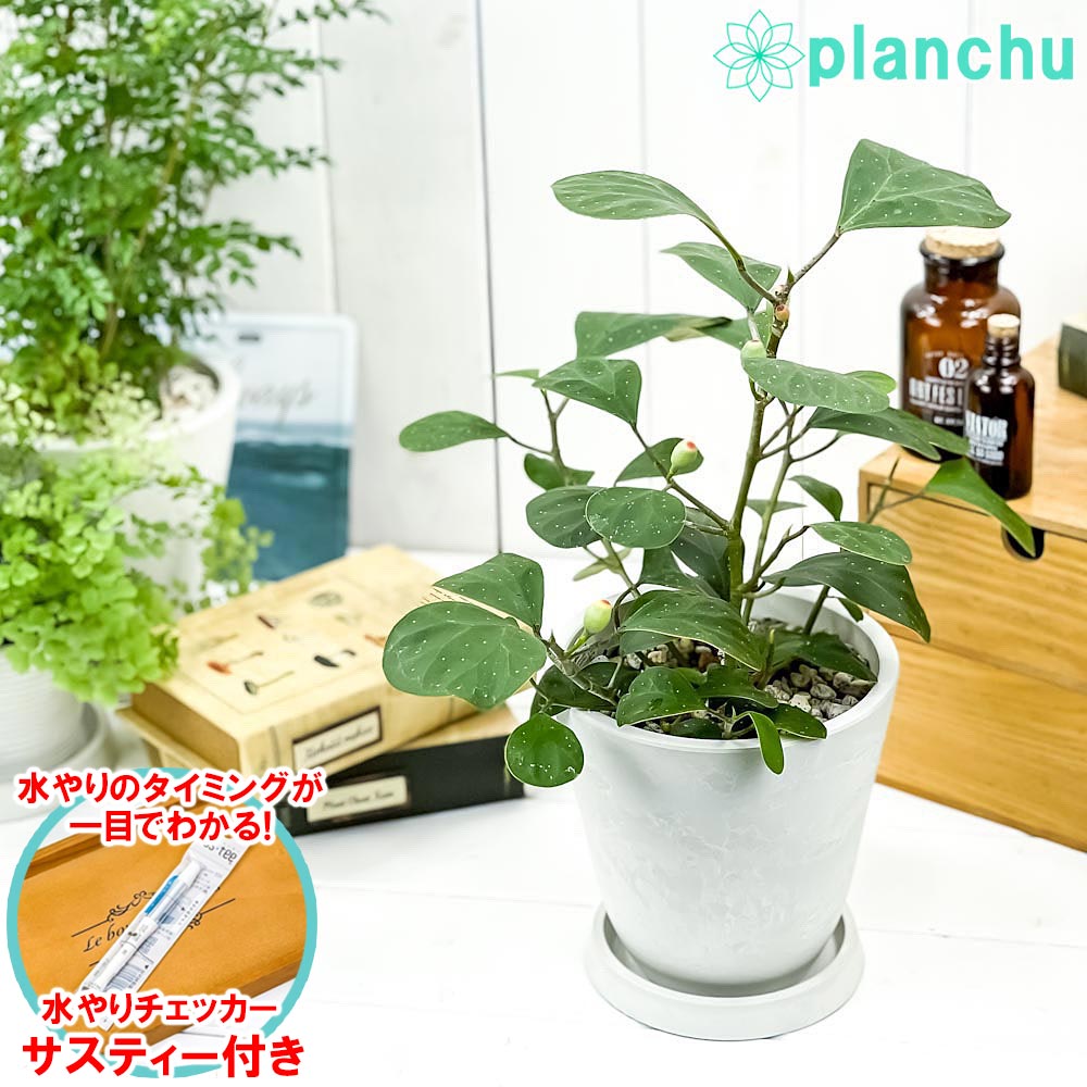 PLANCHU 観葉植物 フィカス デルトイデア 5号樹脂鉢 ホワイト サスティー付き 受け皿付き 育て方説明書付き Ficus deltoidea コバンボダイジュ 小判菩提樹