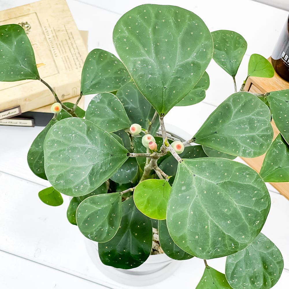 PLANCHU 観葉植物 フィカス デルトイデア 5号樹脂鉢 ホワイト サスティー付き 受け皿付き 育て方説明書付き Ficus deltoidea コバンボダイジュ 小判菩提樹
