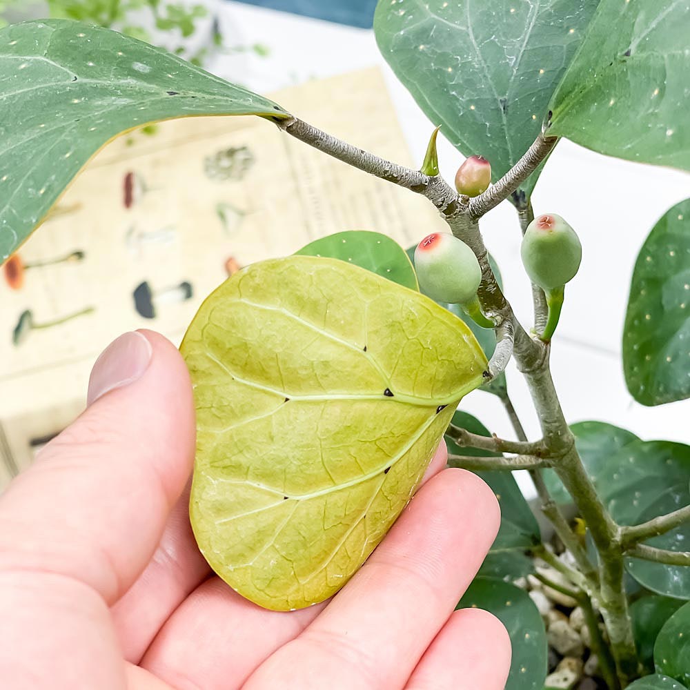 PLANCHU 観葉植物 フィカス デルトイデア 5号樹脂鉢 ホワイト サスティー付き 受け皿付き 育て方説明書付き Ficus deltoidea コバンボダイジュ 小判菩提樹