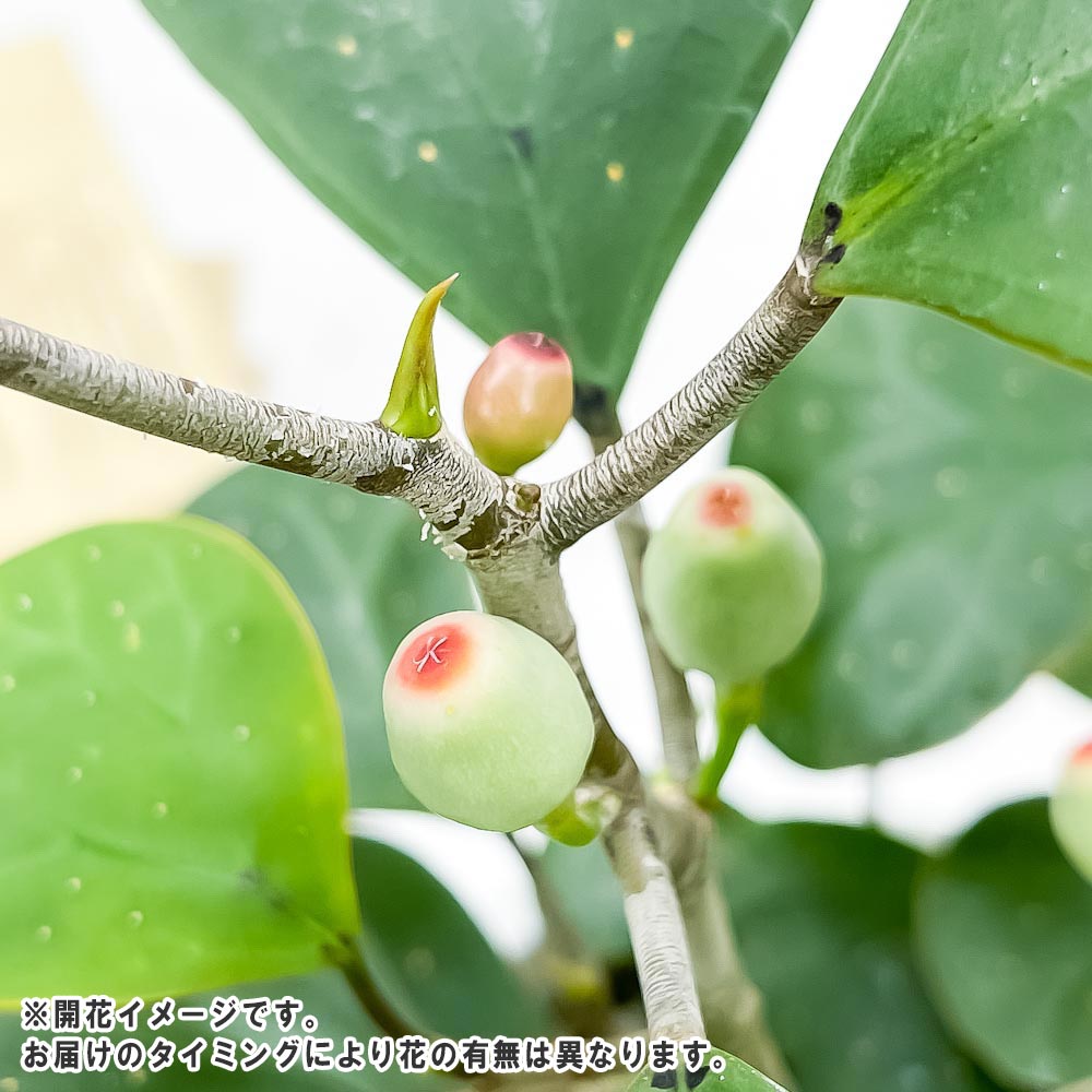 PLANCHU 観葉植物 フィカス デルトイデア 5号樹脂鉢 ホワイト サスティー付き 受け皿付き 育て方説明書付き Ficus deltoidea コバンボダイジュ 小判菩提樹