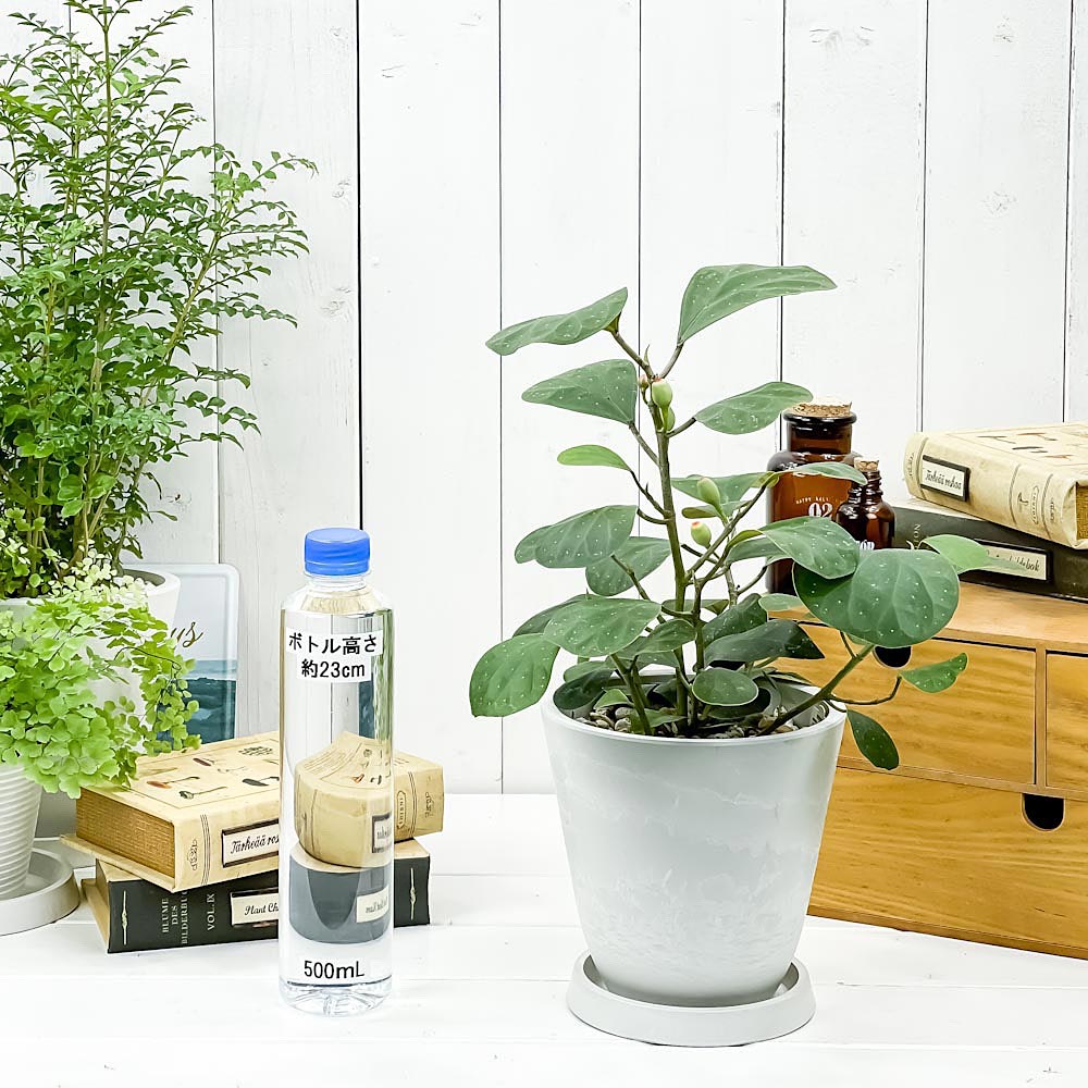 PLANCHU 観葉植物 フィカス デルトイデア 5号樹脂鉢 ホワイト サスティー付き 受け皿付き 育て方説明書付き Ficus deltoidea コバンボダイジュ 小判菩提樹