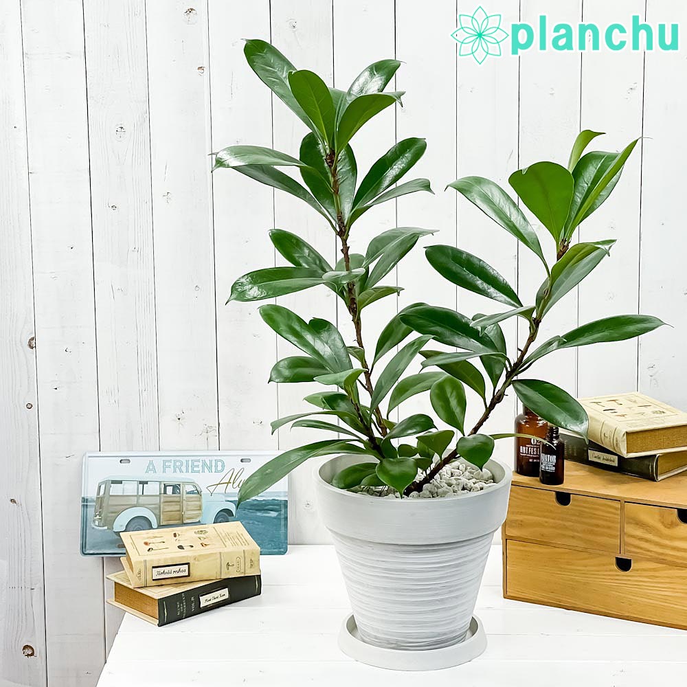 PLANCHU 観葉植物 フィカス キアティスティプラ 8号樹脂鉢 カーヴホワイト 受け皿付き 育て方説明書付き Ficus cyathistipula