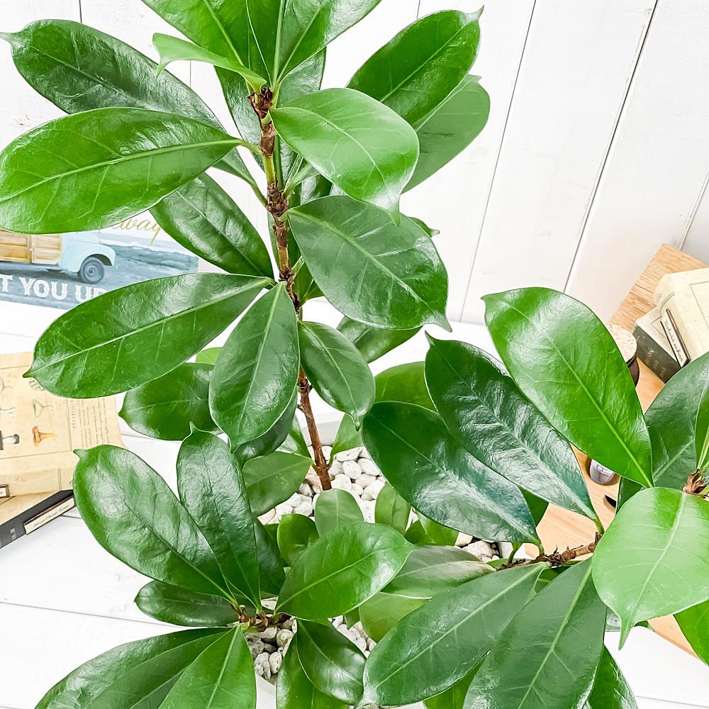 PLANCHU 観葉植物 フィカス キアティスティプラ 8号樹脂鉢 カーヴホワイト 受け皿付き 育て方説明書付き Ficus cyathistipula