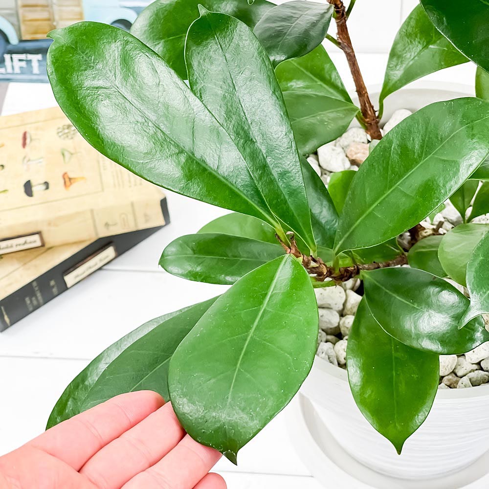 PLANCHU 観葉植物 フィカス キアティスティプラ 8号樹脂鉢 カーヴホワイト 受け皿付き 育て方説明書付き Ficus cyathistipula