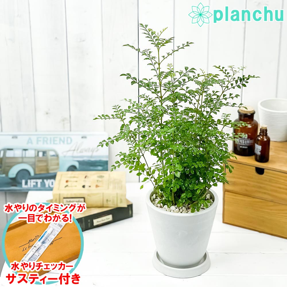 PLANCHU 観葉植物 シマトネリコ 5号樹脂鉢 ホワイト サスティー付き