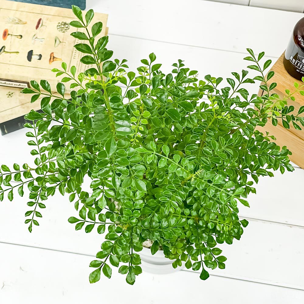 PLANCHU 観葉植物 シマトネリコ 5号樹脂鉢 ホワイト サスティー付き 受け皿付き 育て方説明書付き Fraxinus griffithii 苗 苗木 鉢植え 株立ち