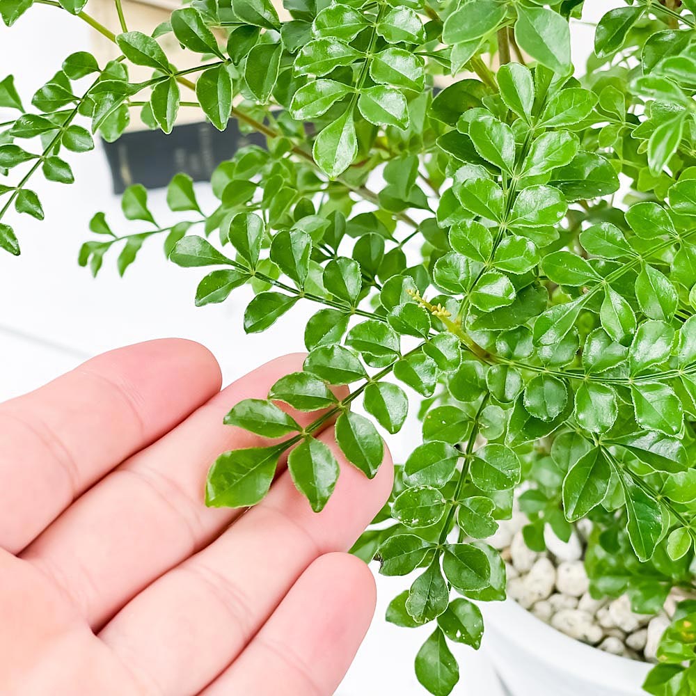 PLANCHU 観葉植物 シマトネリコ 5号樹脂鉢 ホワイト サスティー付き 受け皿付き 育て方説明書付き Fraxinus griffithii 苗 苗木 鉢植え 株立ち
