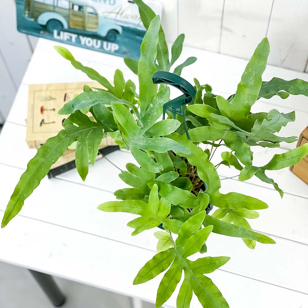 PLANCHU 観葉植物 フレボディウム ブルースター 5号吊り鉢 育て方説明書付き Phlebodium aureum ‘Mandaianum’ シダ
